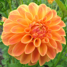 Load image into Gallery viewer, Blooms Luminescence - Limited Release