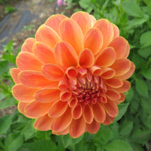 Load image into Gallery viewer, Blooms Luminescence - Limited Release