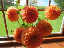 Load image into Gallery viewer, Blooms Luminescence - Limited Release