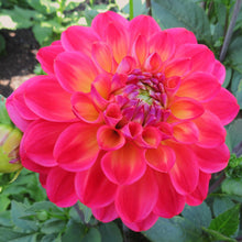 Load image into Gallery viewer, Blooms Enchantment - Limited Release