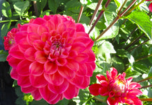 Load image into Gallery viewer, Blooms Enchantment - Limited Release