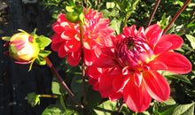 Load image into Gallery viewer, Blooms Enchantment - Limited Release