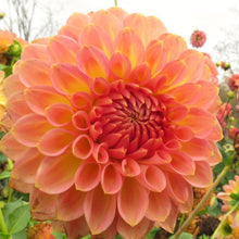 Load image into Gallery viewer, Blooms Luminescence - Limited Release