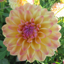 Load image into Gallery viewer, Blooms Sorbet Dream - New - Limited Release