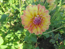 Load image into Gallery viewer, Blooms Sorbet Dream - New - Limited Release