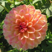 Load image into Gallery viewer, Blooms Sorbet Dream - New - Limited Release