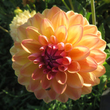 Load image into Gallery viewer, Blooms Sorbet Dream - New - Limited Release