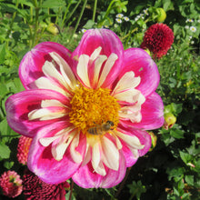 Load image into Gallery viewer, Bumble Rumble