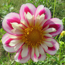 Load image into Gallery viewer, Bumble Rumble