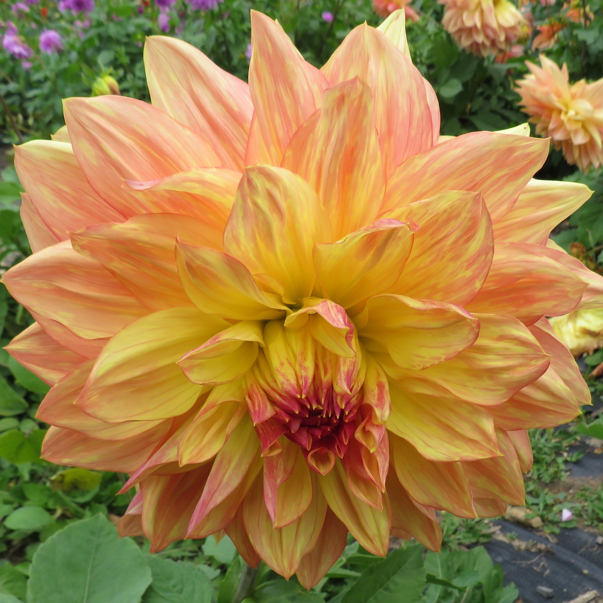 Wanda's Aurora – Blooms Flower Farm